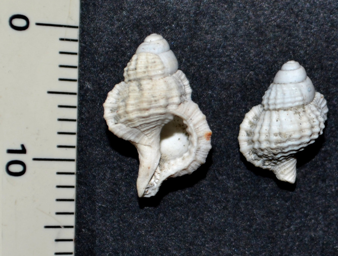 Ranella olearium juvenile